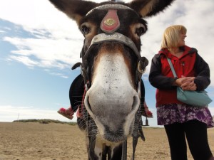 donkeyrides