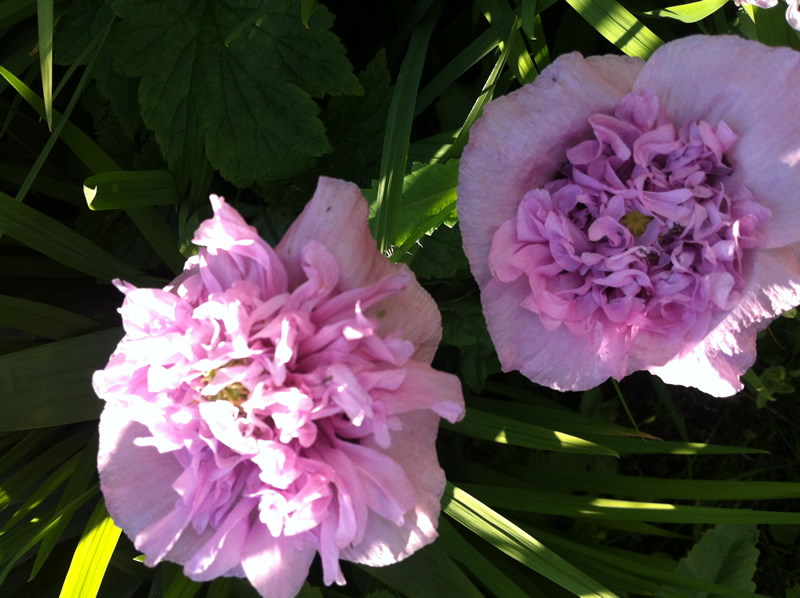 Wirral Flower and Vegetable Show
