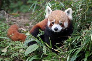 red panda