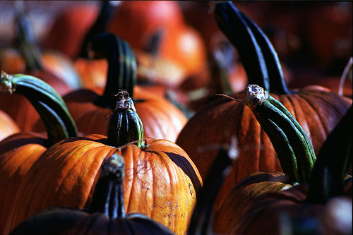 Spooks Galore For North Wales this Halloween