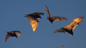 Bats Flying
