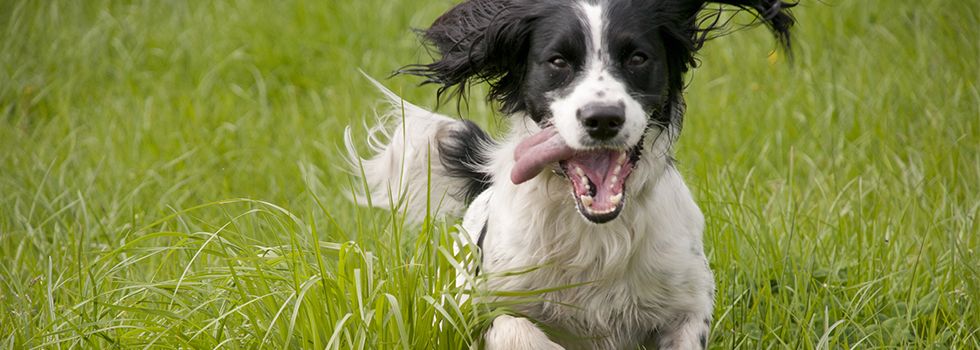 Fantastic Dog Grooming in Llandudno