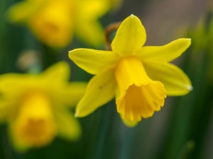 St Davids Daffodil