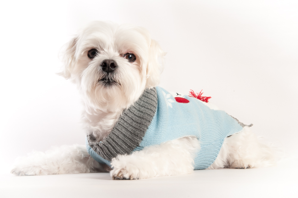 Pepeloves Designer Dog Collars