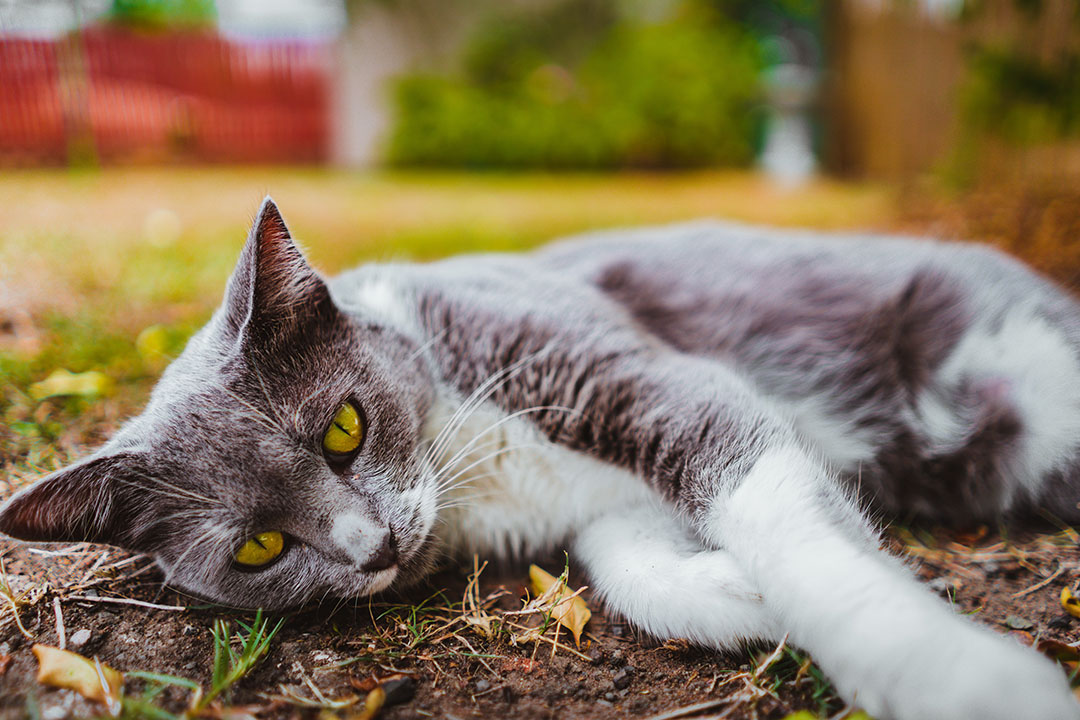 Winter Cat Care