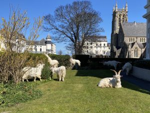 llandudno goats