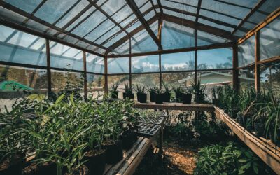 What Kind of Greenhouse Should I Get?