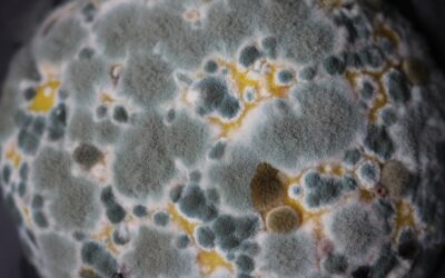 Why Is There Mould in Your Home?