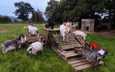 Idlewild Animal Sanctuary | Donations Needed