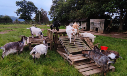 Idlewild Animal Sanctuary | Donations Needed