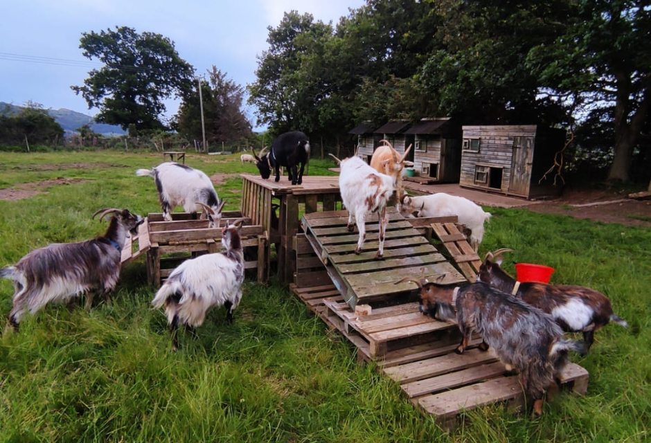 Idlewild Animal Sanctuary | Donations Needed