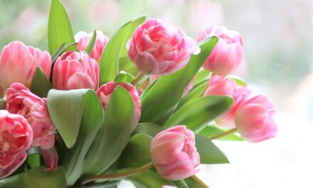 How to Treat Your Mum on Mother’s Day in North Wales