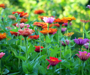 flowers in garden