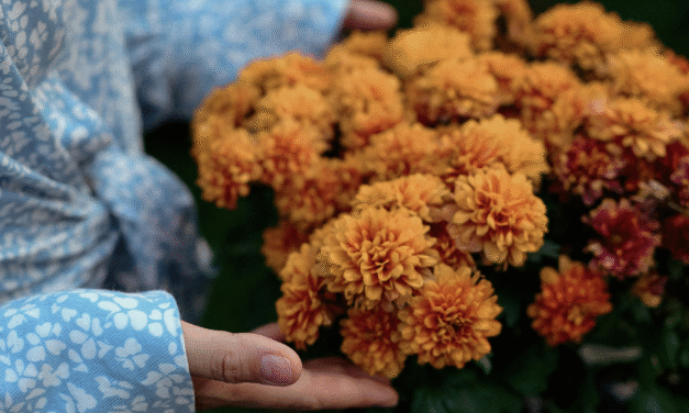 Preparing Your Garden for the Autumn and Winter Months in North Wales