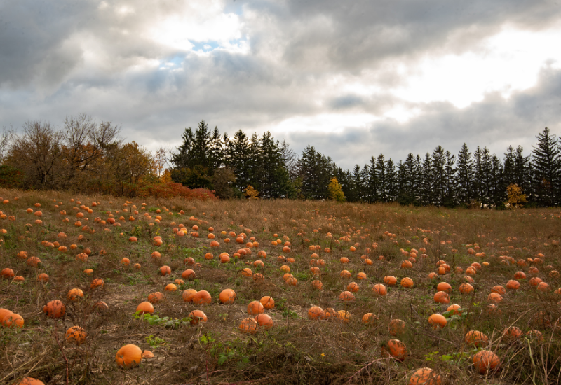 pumpkin field